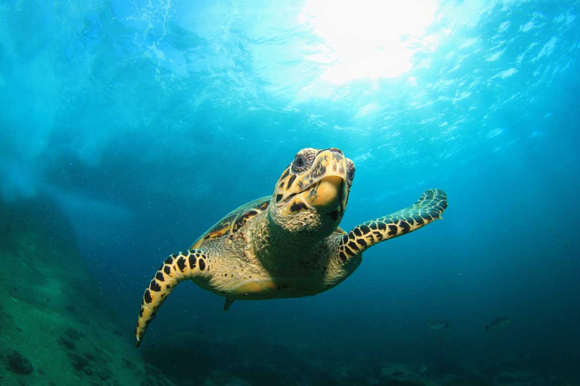 Redemption-scuba-2